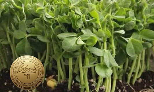 Labash™ Dun Pea Seeds