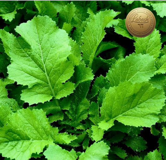 Labash™ Florida Broadleaf Mustard Greens Seed