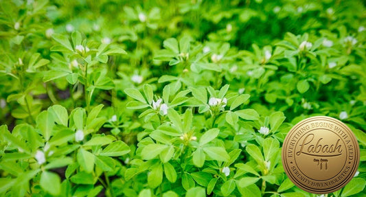 Labash™ Fenugreek Seeds