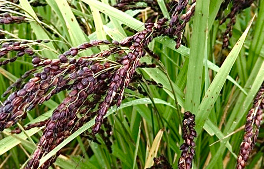 Labash™ Black Rice Seeds