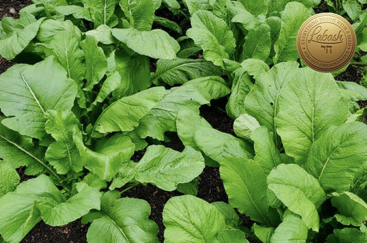Labash™ Seven Top Turnip Greens Seeds