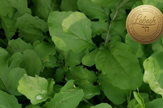Labash™ Arugula Seeds