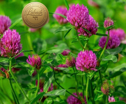 Labash™ Red Clover Seeds