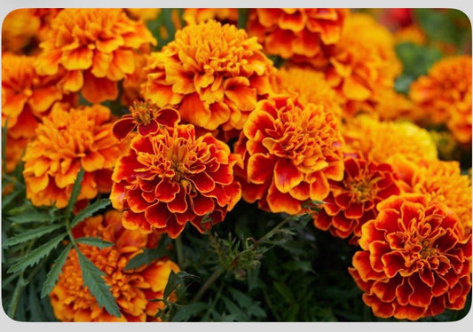 Marigolds