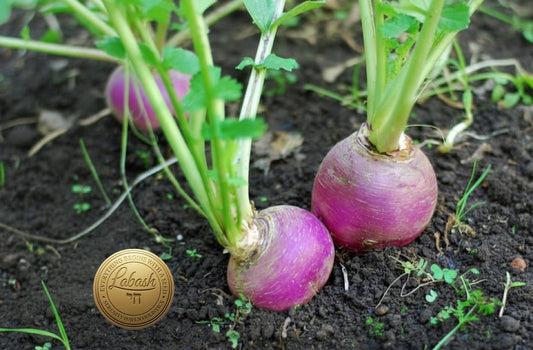 Labash™ Purple Top Turnip Greens Seeds