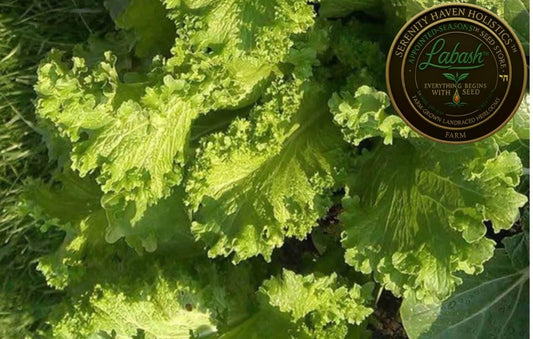 Labash™ Southern Giant Curled Mustard Seeds