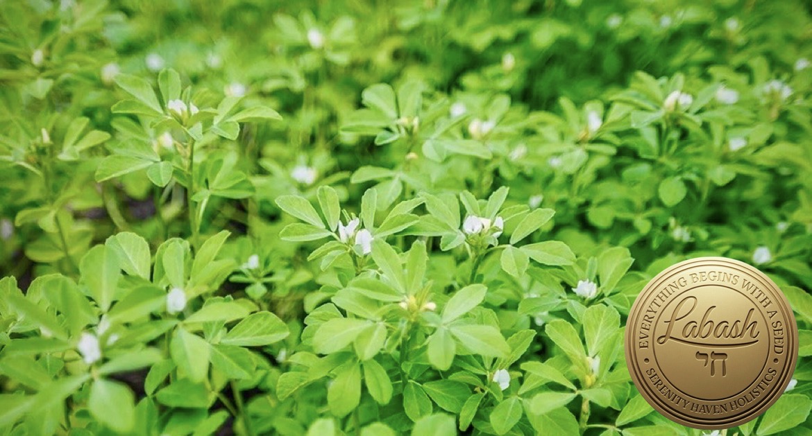 Labash® Fenugreek Seeds