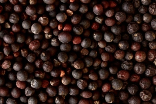 Labash™ Florida Broadleaf Mustard Greens Seed