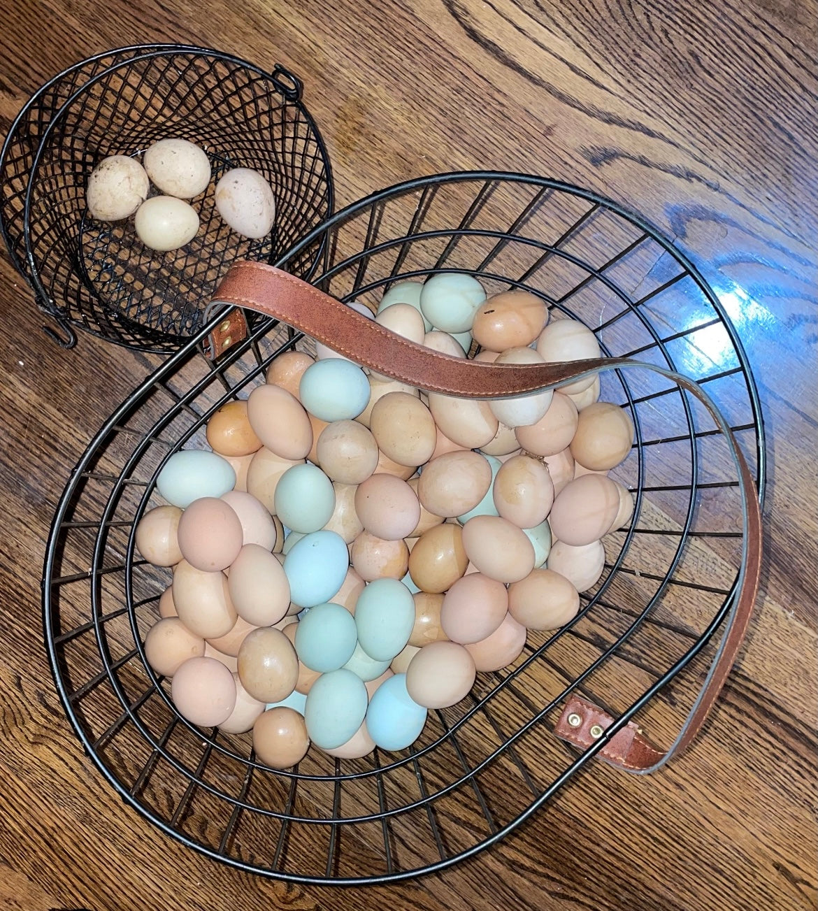 Fresh Chicken Eggs
