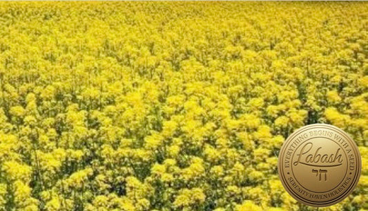 Labash™ Camelina Seeds