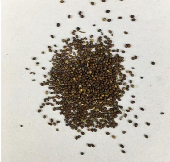 Labash™ Holy Basil (Tulsi) - Seeds