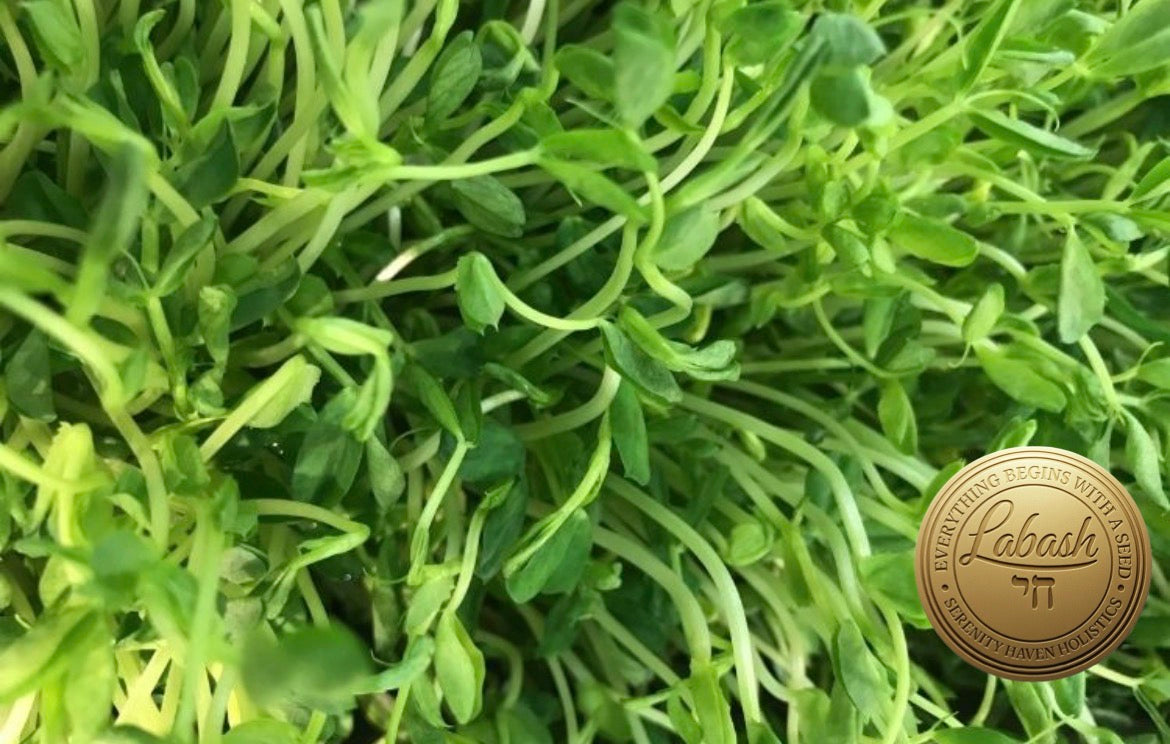 Labash® Dun Pea Seeds