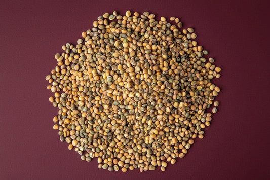 Labash™ Arugula Seeds