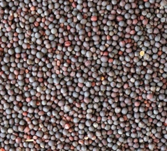 Labash™ Georgia Southern Collards Seeds