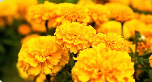 Marigolds