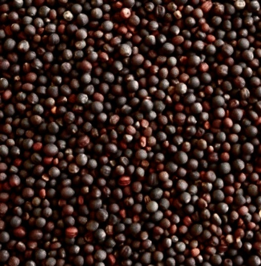 Labash™ Southern Giant Curled Mustard Seeds