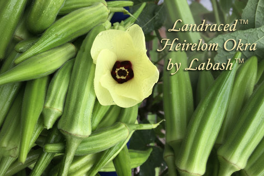 Landraced™️ Okra (Clemson Spineless)