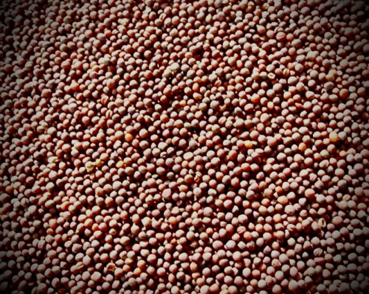 Labash™ Purple Top Turnip Greens Seeds