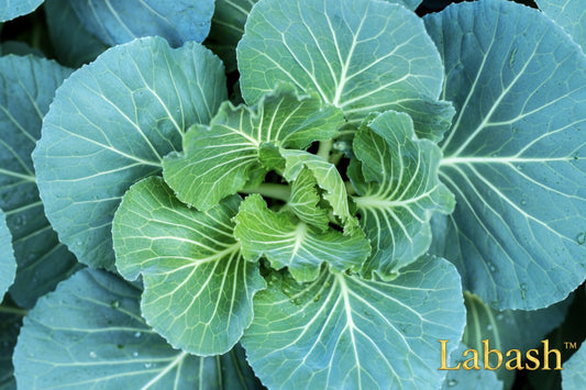 Labash™ Georgia Southern Collards Seeds