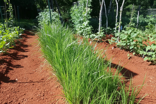 Labash™ Chufa Seeds