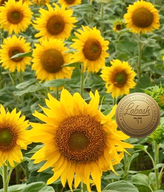 Labash™ Black Sunflower Seeds
