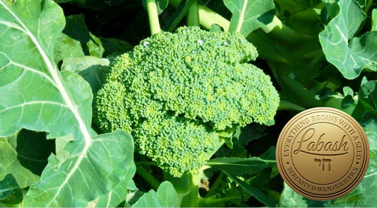 Labash™ Broccoli Seeds
