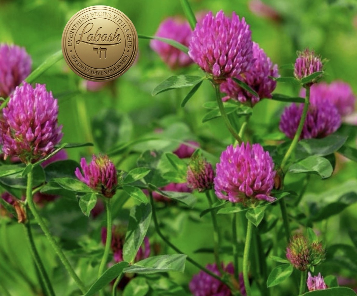 Labash® Red Clover Seeds