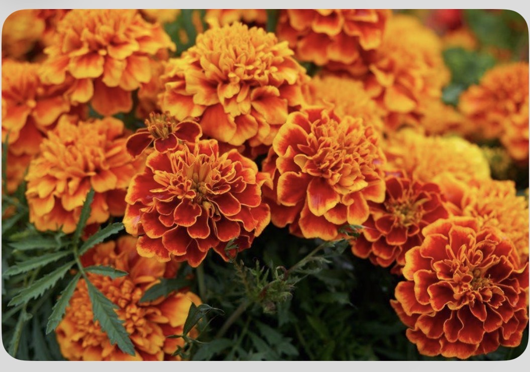 Marigolds